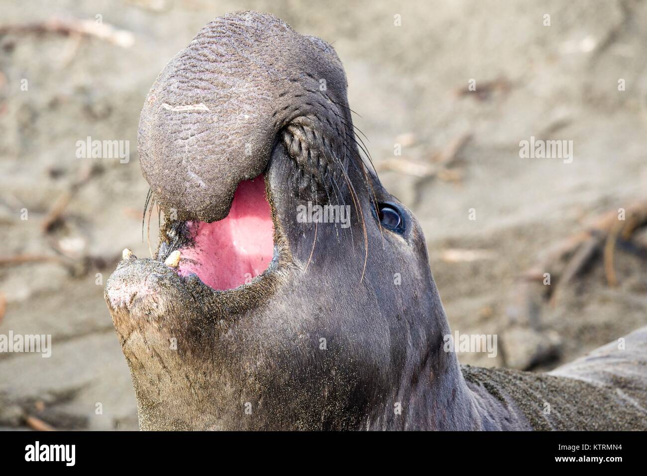 L'éléphant s'échouer sur le rivage de la station de phare de Piedras Blancas zone naturelle exceptionnelle, le 19 janvier 2017 à Piedras Blancas Point, en Californie. Banque D'Images