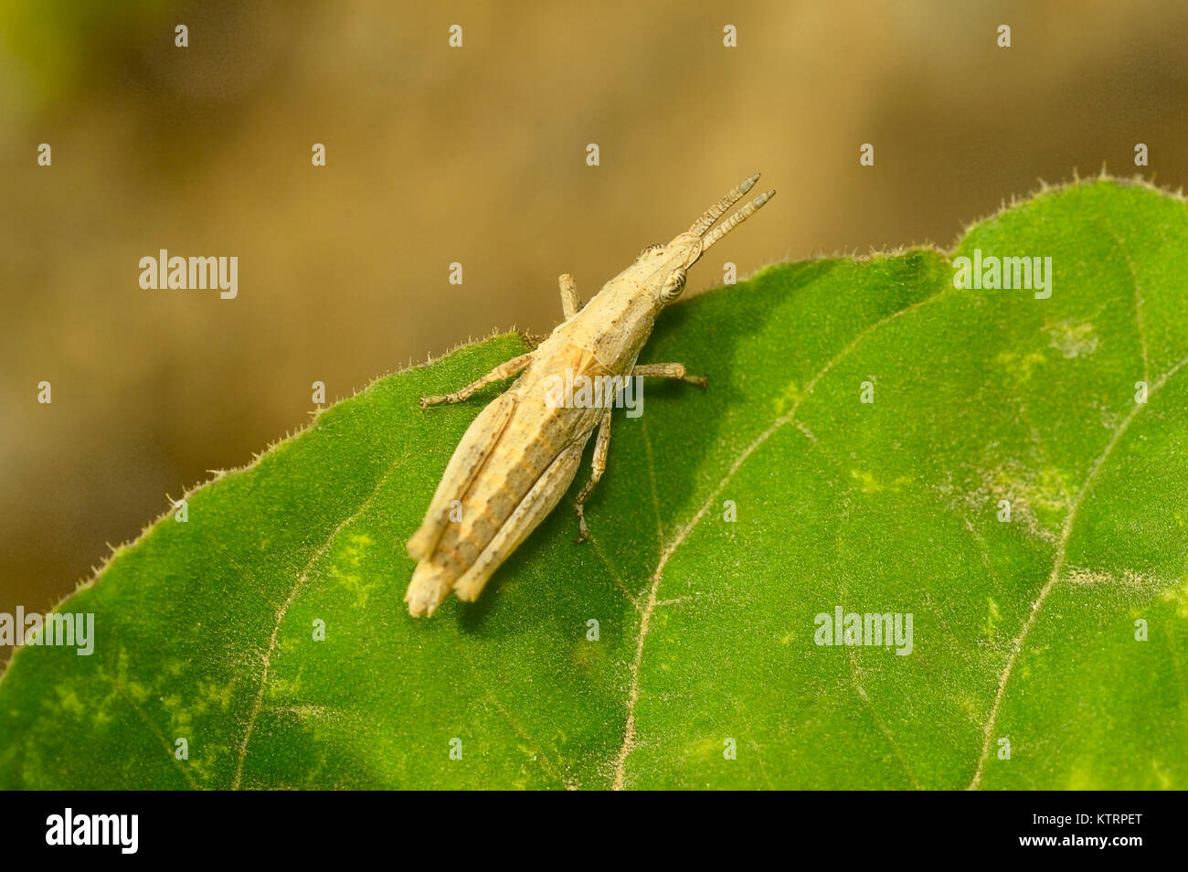 Tan-court sur une feuille verte sauterelle près de Sangli, Maharashtra, Inde Banque D'Images