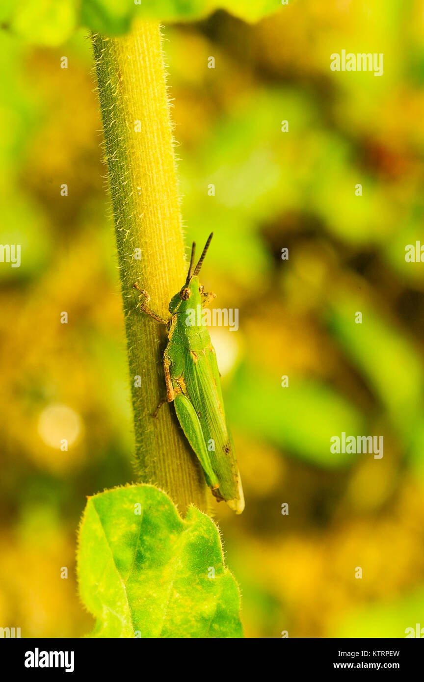 Atractomorpha sinensis Bolvar près de Sangli, Maharashtra Banque D'Images
