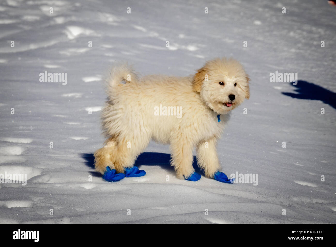 Un Tres Mignon Bebe Golden Doodle Courir Sur La Neige Portant Des Ballons Bleu Pour Proteger Les Pieds Contre Le Froid De La Neige Photo Stock Alamy