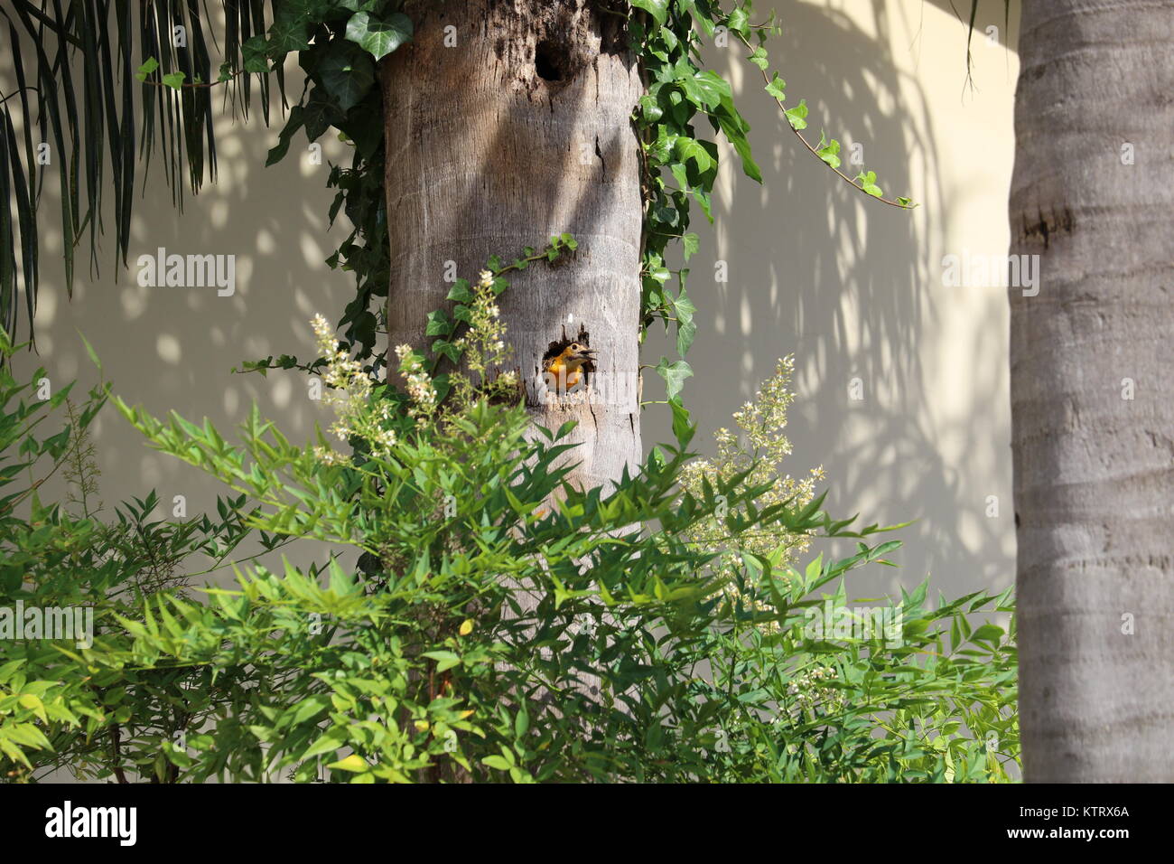 Pic à gorge jaune de la famille des Picidae, avec son nid dans le tronc d'un cocotier. Feuilles vertes, beau jaune oiseau dans la nature. Banque D'Images