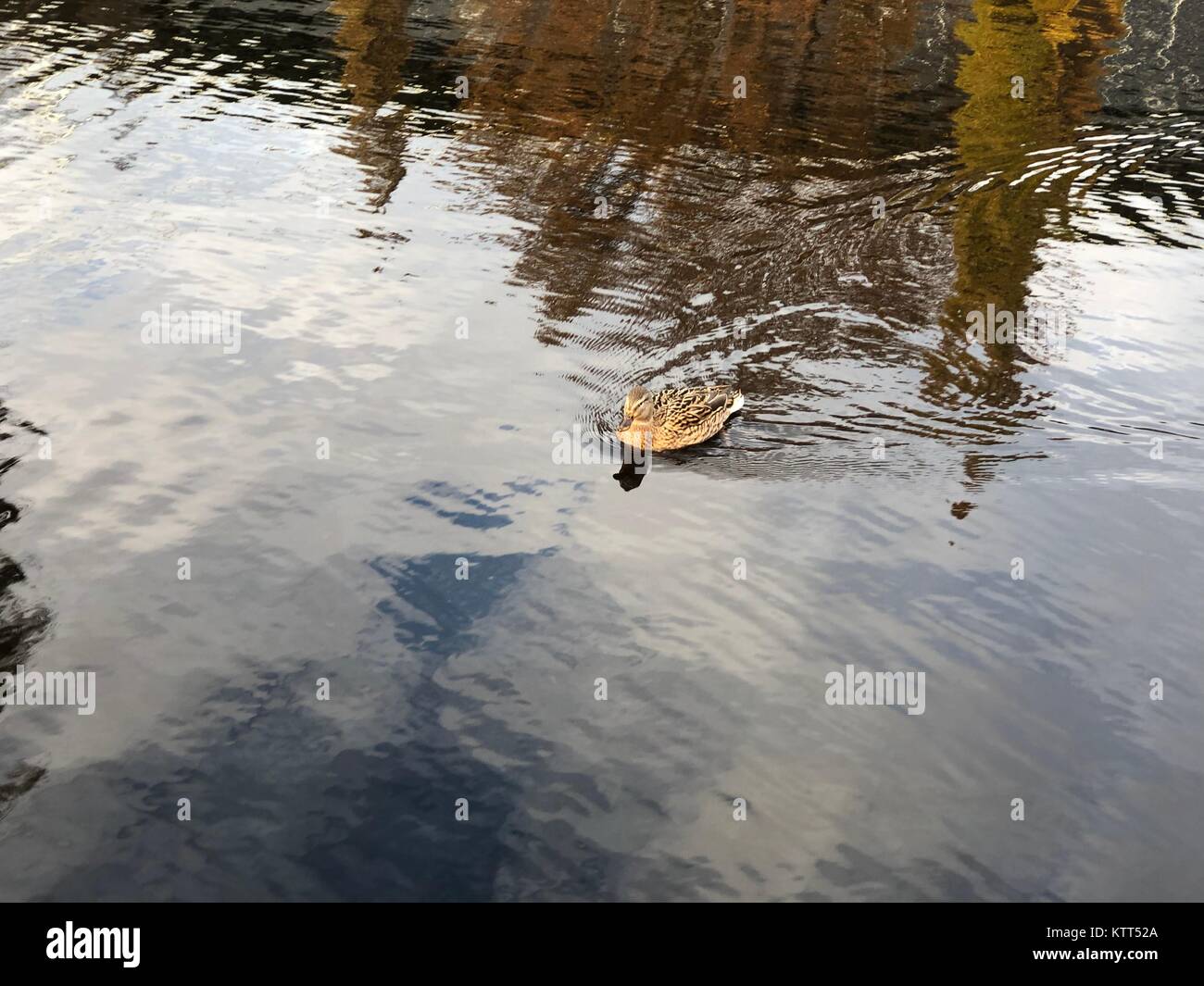 Piscine de canards dans un lac Banque D'Images