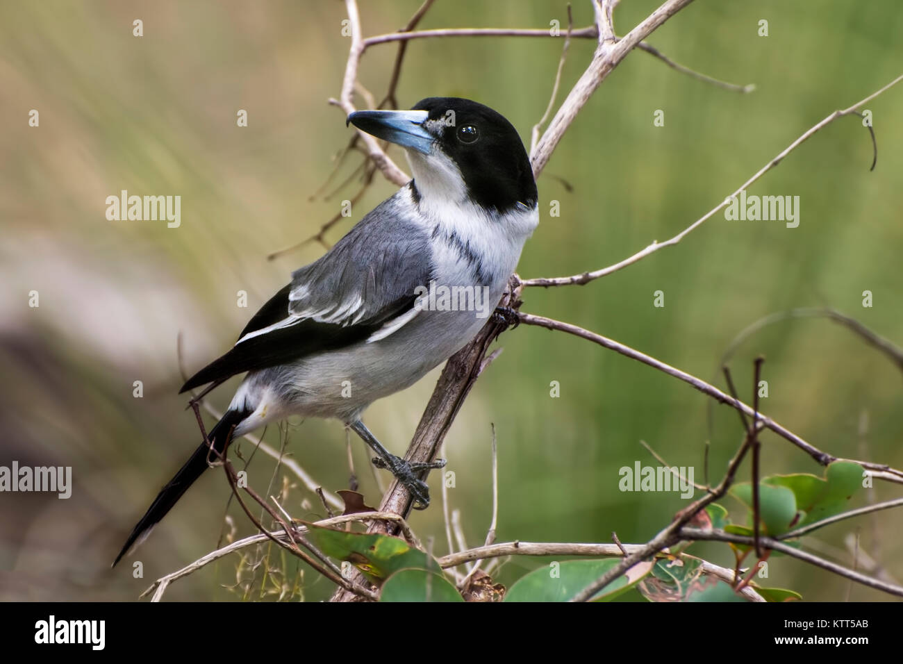 Butcher Bird, de l'Australie Banque D'Images