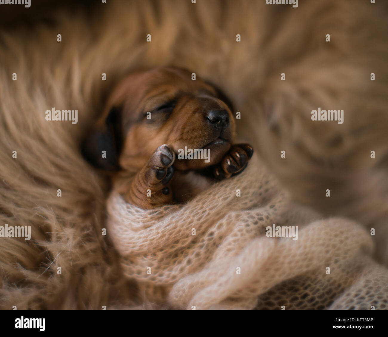 Miniature dachshund Puppy nouveau-né enveloppé dans une couverture Banque D'Images