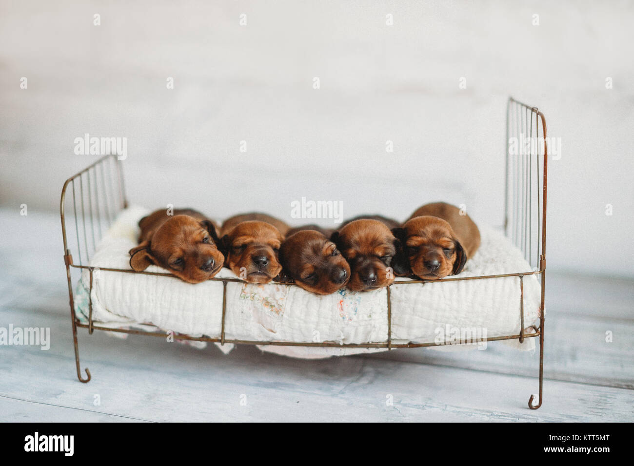 Cinq chiots Teckel miniature nouveau-né de dormir sur un lit de chien Banque D'Images