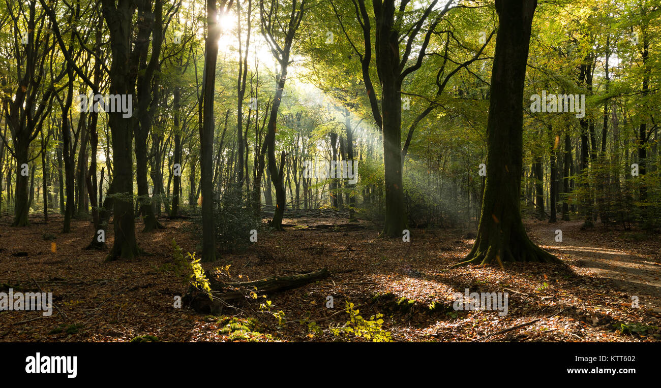 La lumière du soleil traverse la forêt, Speulderbos, Ermelo, Hollande Banque D'Images
