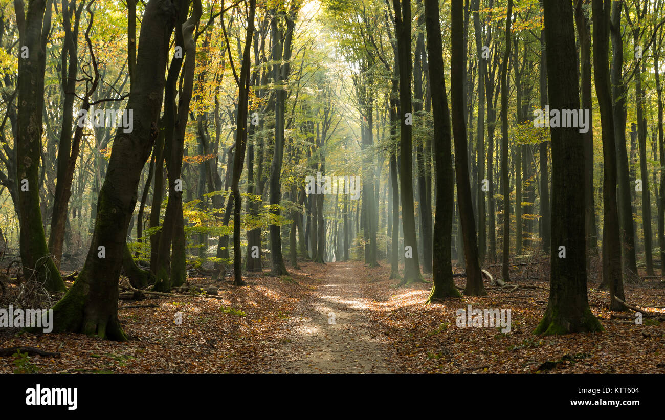 La lumière du soleil traverse la forêt, Speulderbos, Gelderland, Ermelo, Hollande Banque D'Images