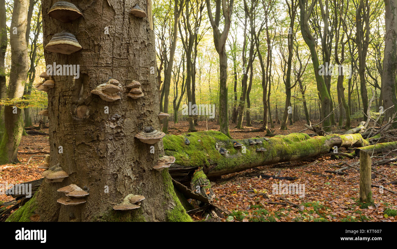 Gros plan de champignons poussant sur des arbres, Speulderbos, Ermelo, Gelderland, Hollande Banque D'Images