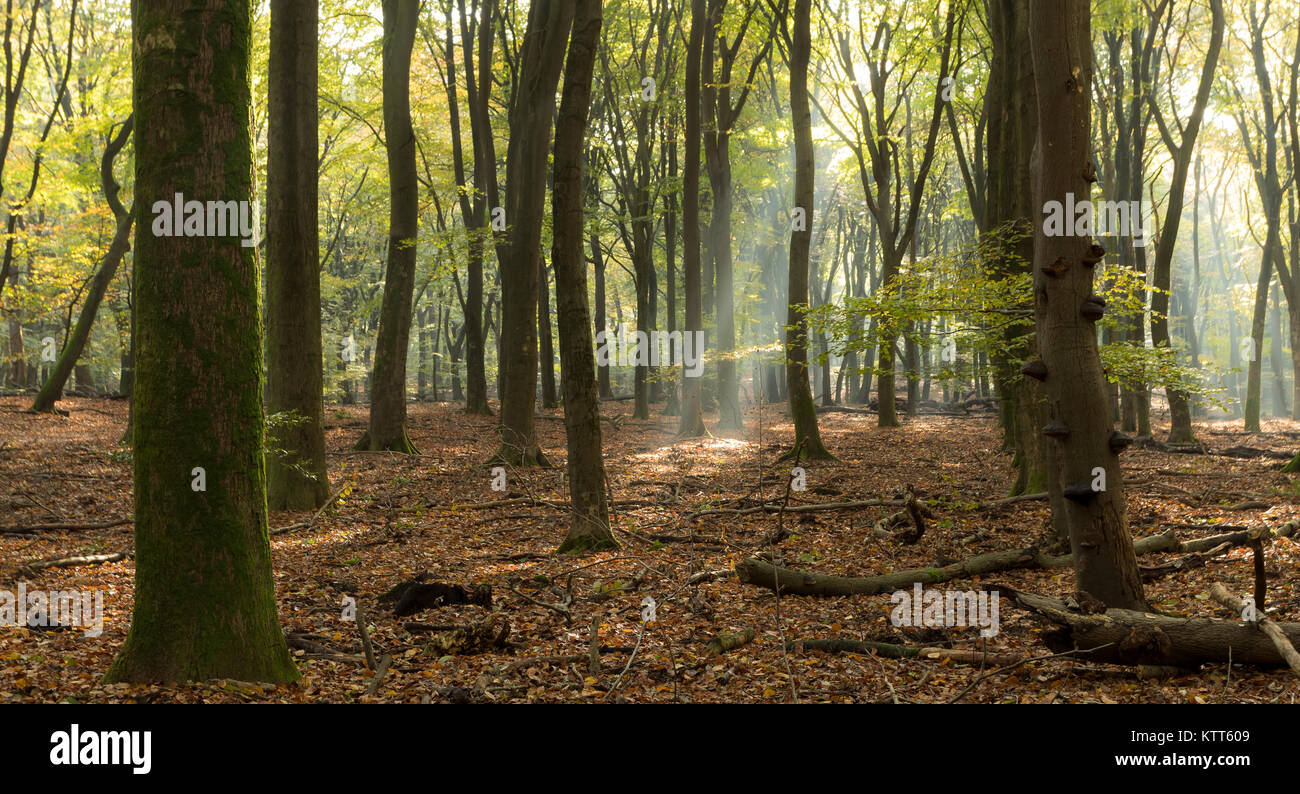 La lumière du soleil traverse la forêt, Speulderbos, Ermelo, Hollande Banque D'Images
