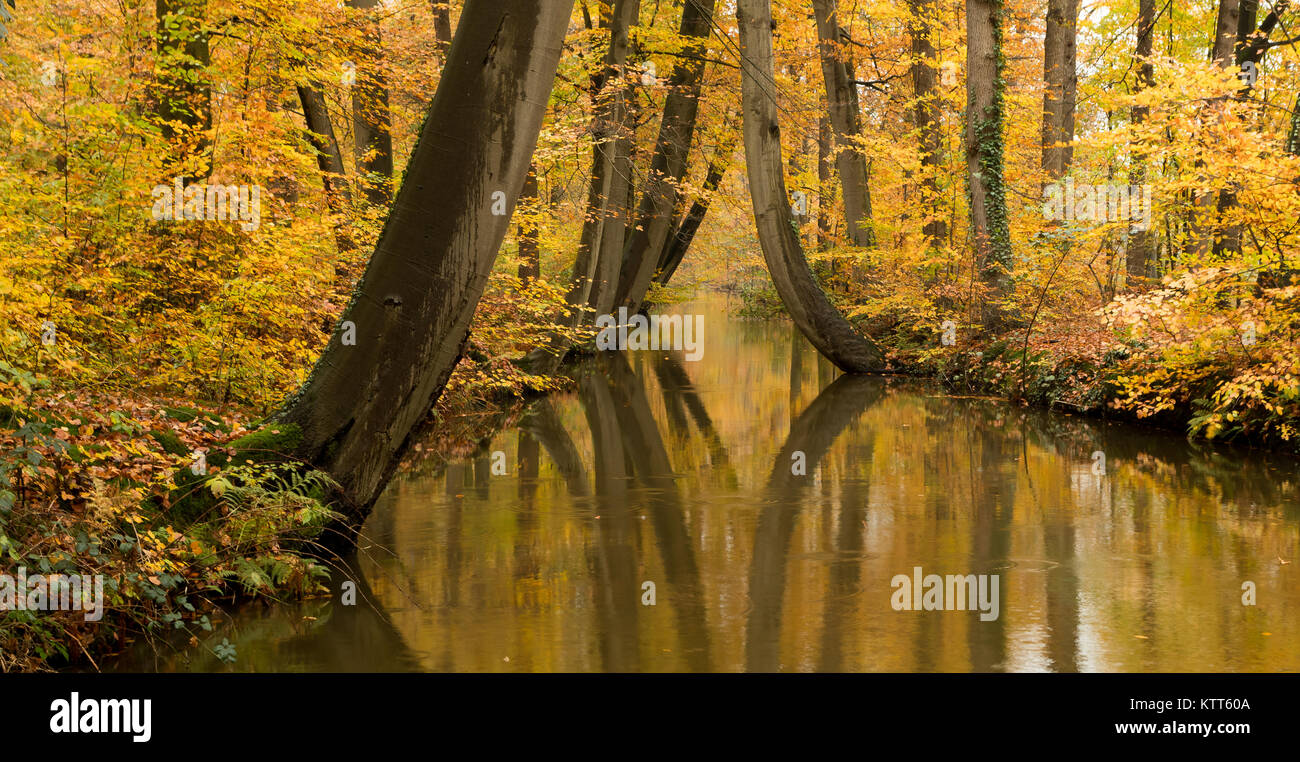 Rivière à arbres en automne, Delden, Twente, Overijssel, Hollande Banque D'Images