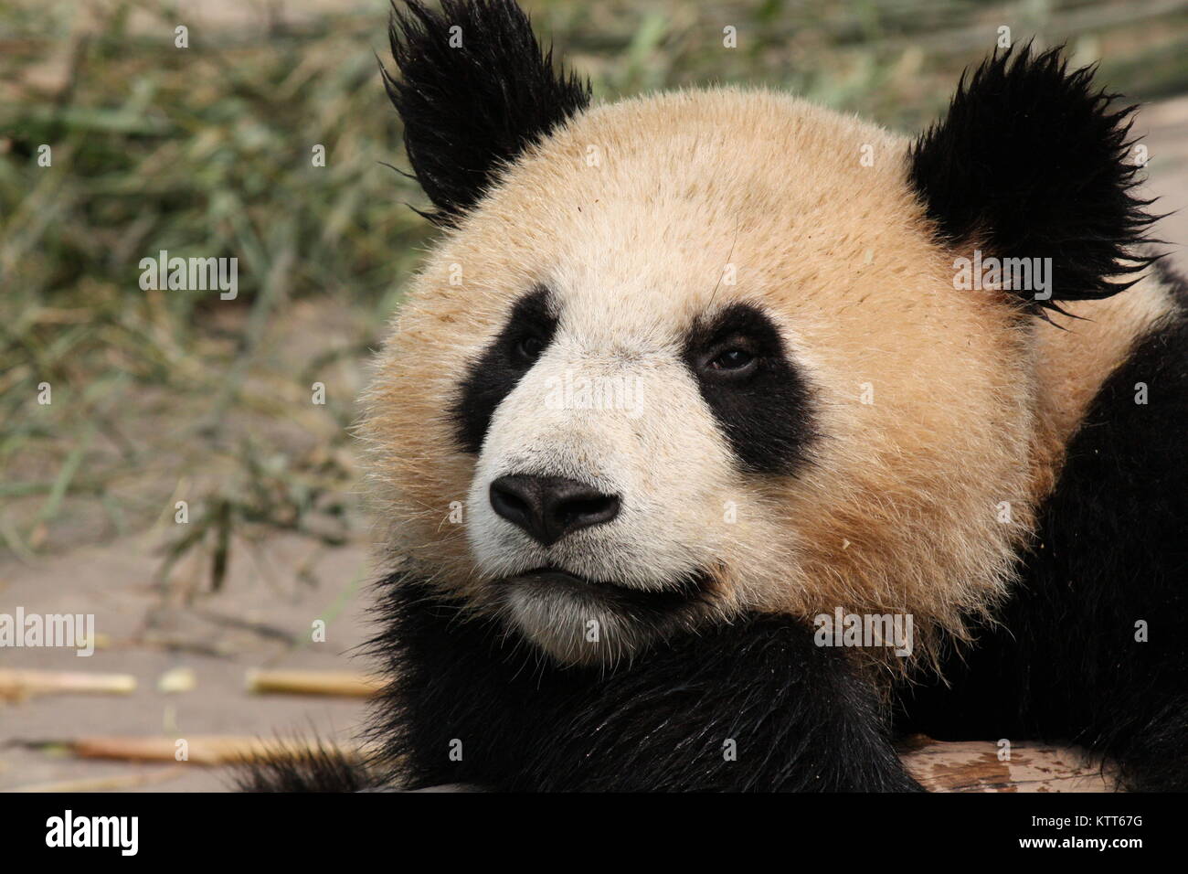Gros plan de la face d'un panda Banque D'Images