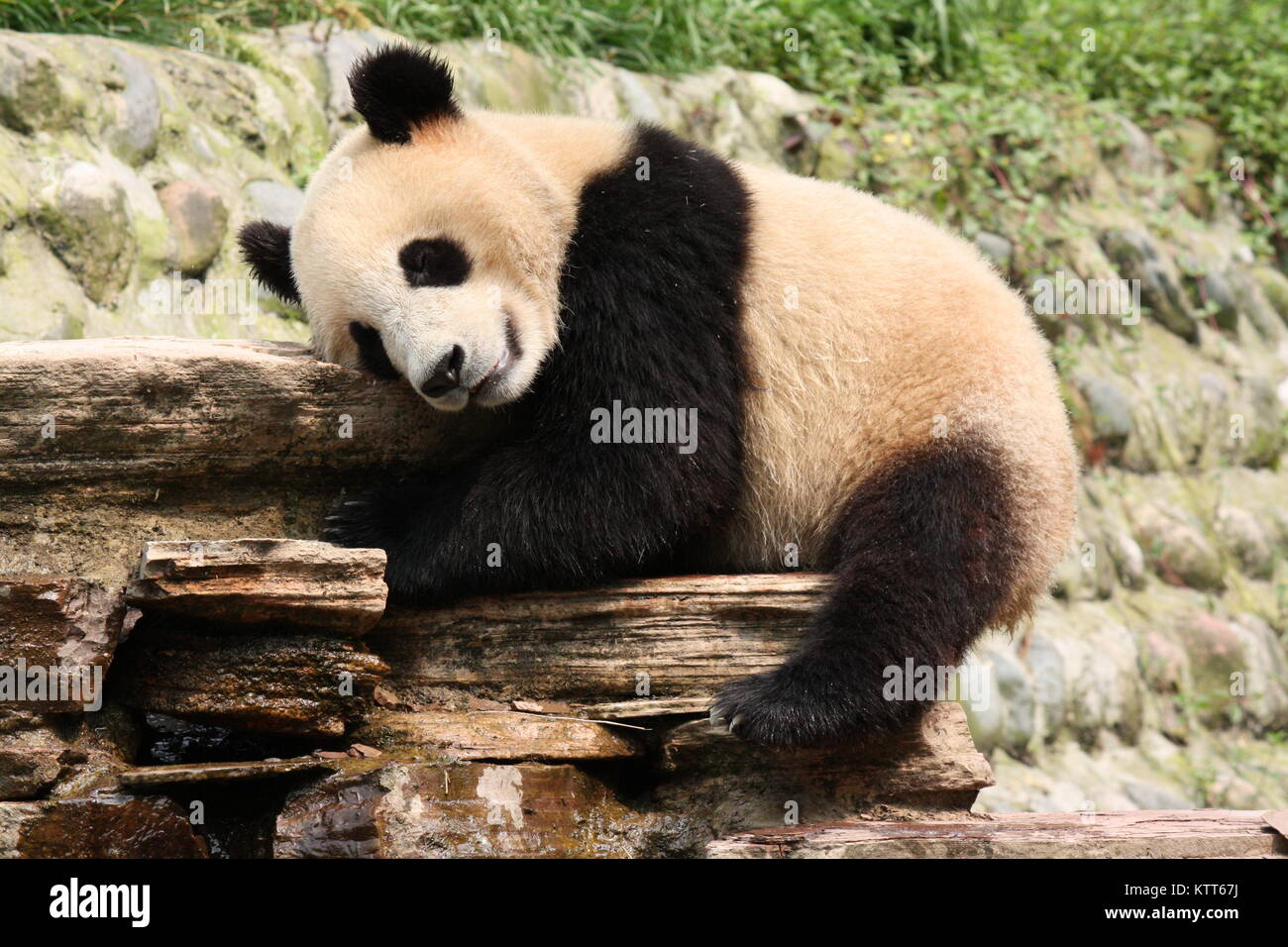 Un panda couchage Banque D'Images