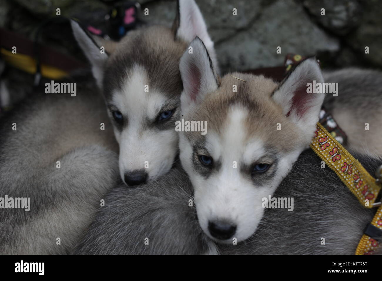 Chiots Husky Sibérien de câlins Banque D'Images