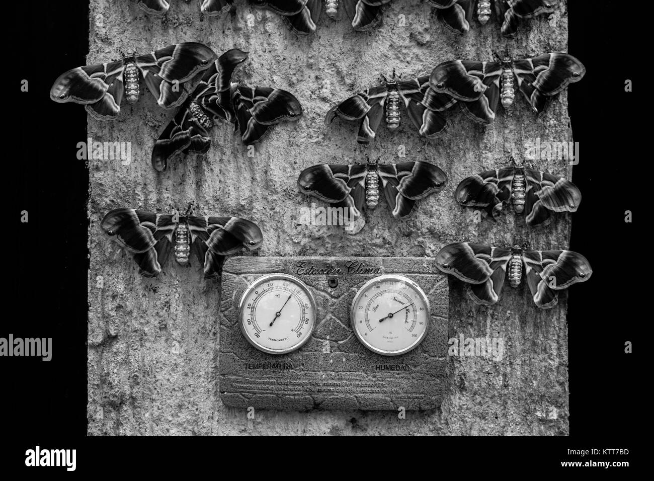 Une collection de papillons accroché sur un mur autour d'un cadran climatique en noir et blanc Banque D'Images