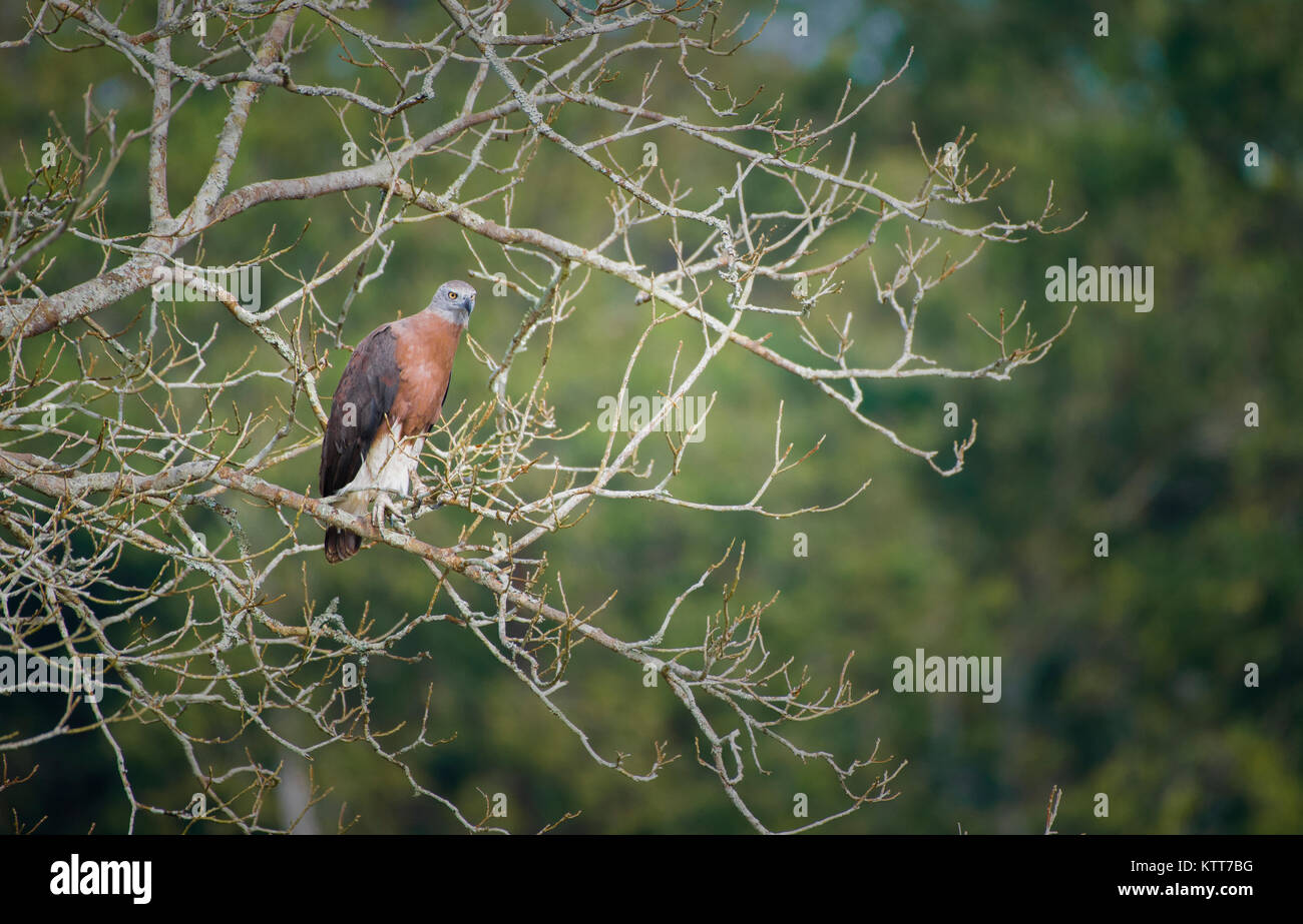 Poisson à tête grise dans le parc national de Kaziranga Eagle Banque D'Images