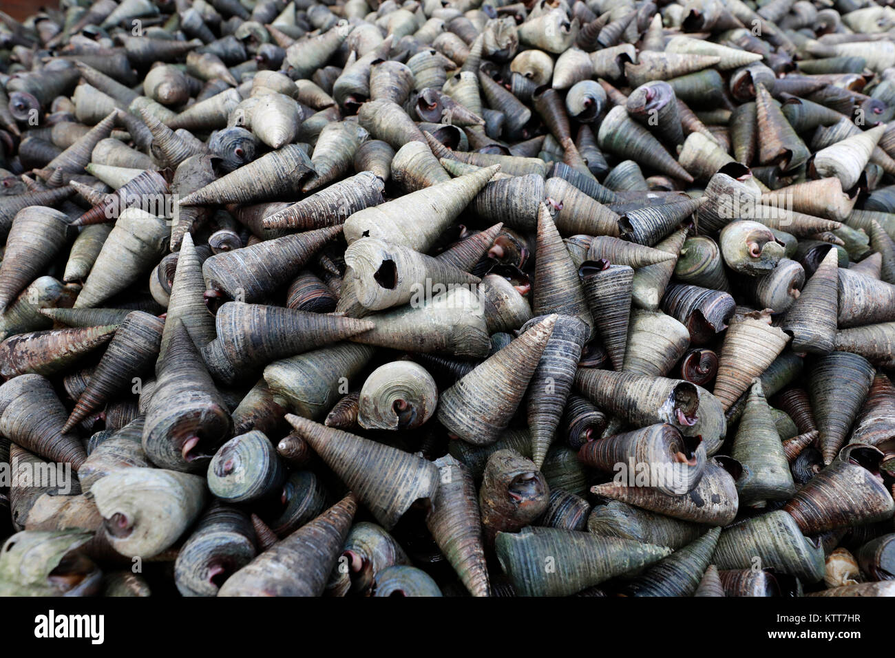 KHULNA, BANGLADESH - le 17 décembre 2017 : un homme du Bangladesh shell les processus pour faire ligne à Khulna, Bangladesh. Banque D'Images