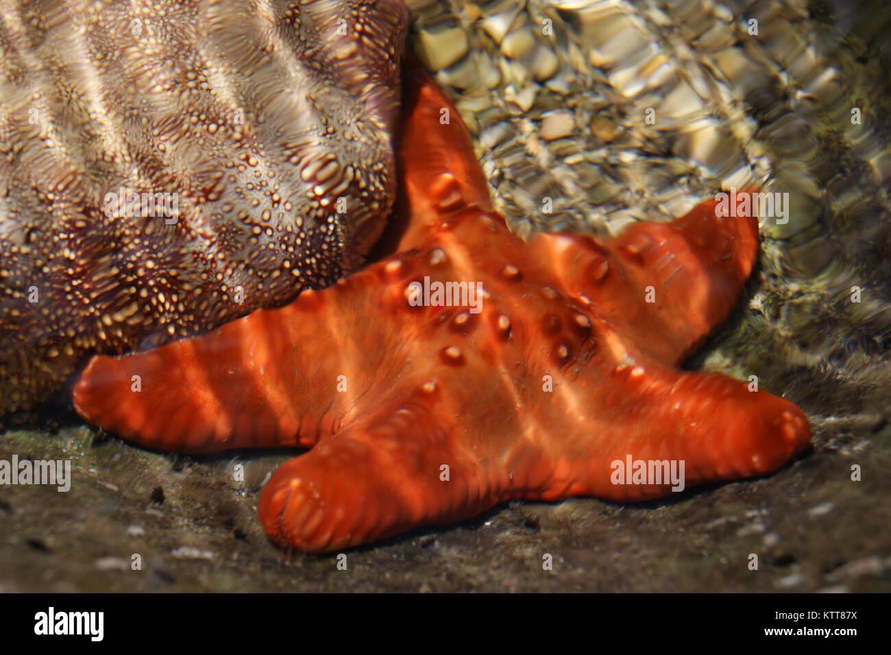 Ombres diagonales intéressantes affichées sur l'étoile de mer sous l'eau. Banque D'Images