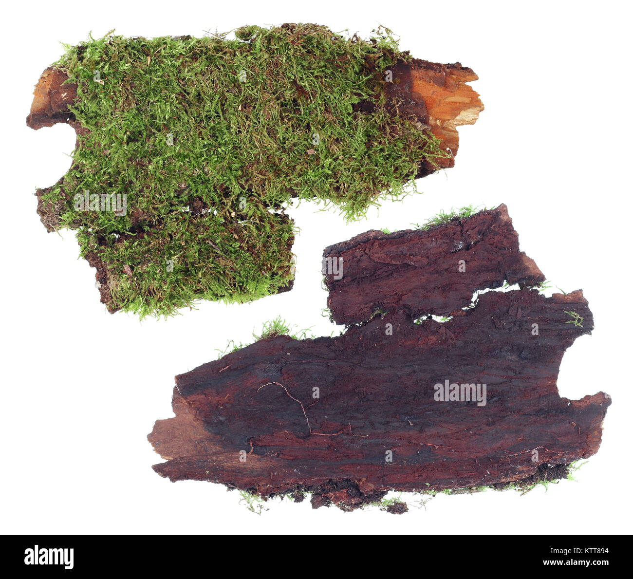 Le haut et le panneau inférieur d'un fragment de l'écorce de pin avec une colonie de la mousse de forêt verte. Studio isolated on white Banque D'Images