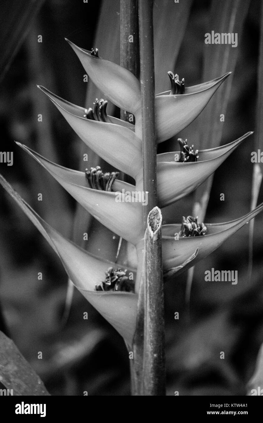 Une belle fleur tropicale close up en noir et blanc Banque D'Images