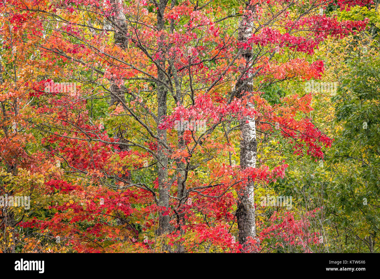 L'automne dans le nord du Wisconsin Banque D'Images