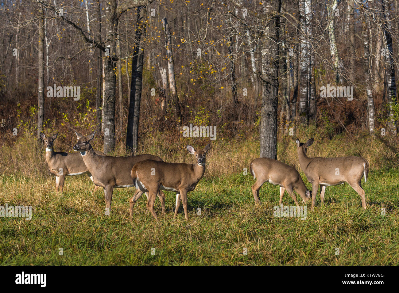 Le cerf de Virginie se nourrissant dans un champ dans le nord du Wisconsin. Banque D'Images