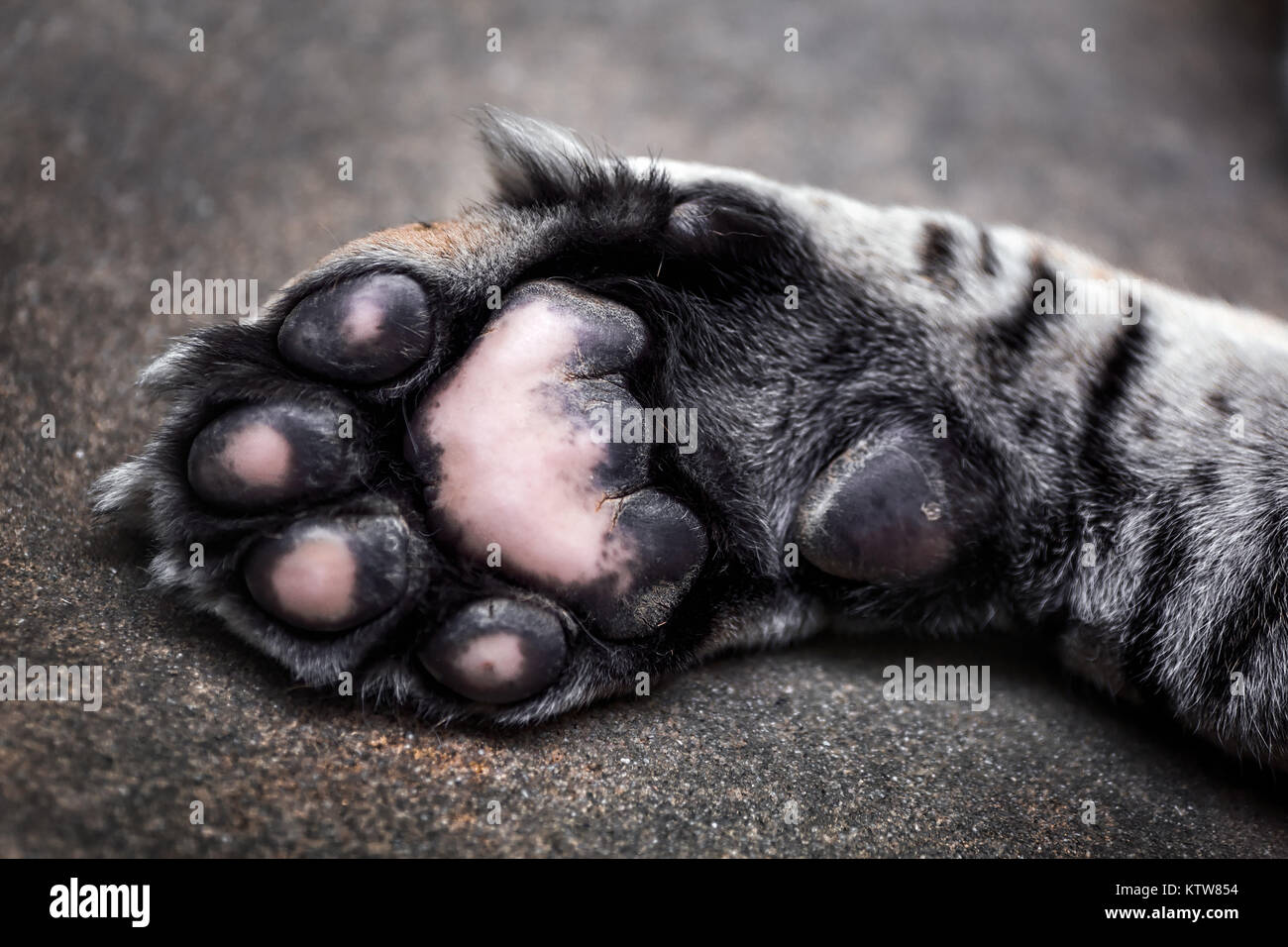 patte de tigre Banque D'Images