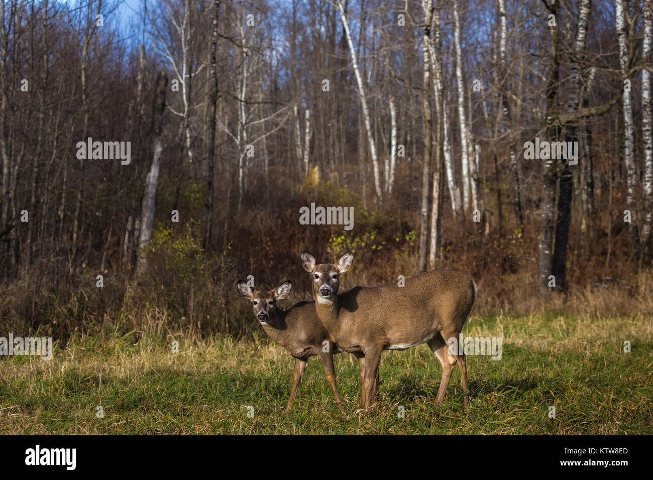 Le cerf biche et faon rechercher de l'alimentation dans une prairie du nord du Wisconsin. Banque D'Images