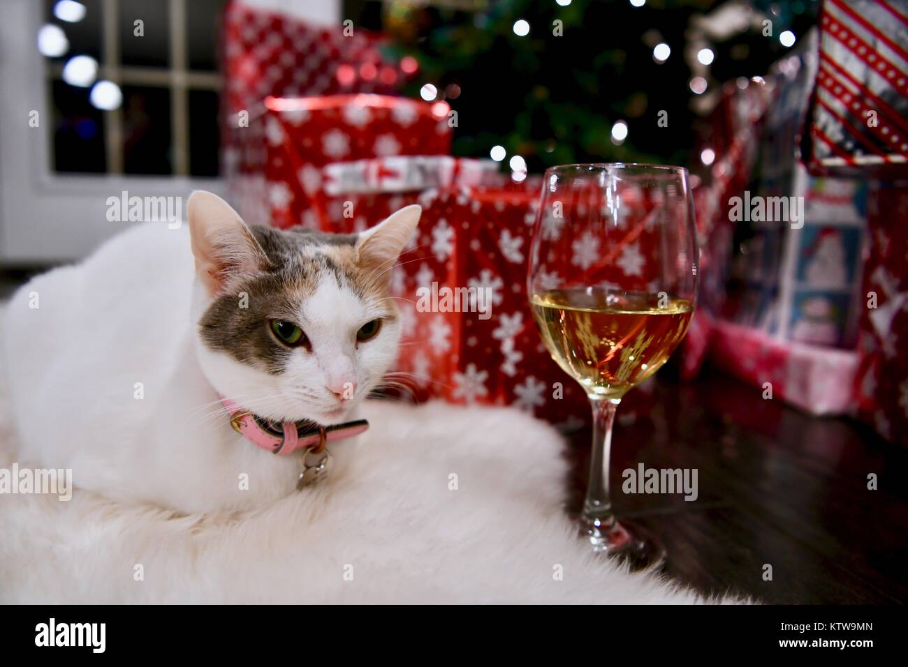 Chat Calico pose à côté de l'arbre de Noël et un verre de vin Banque D'Images