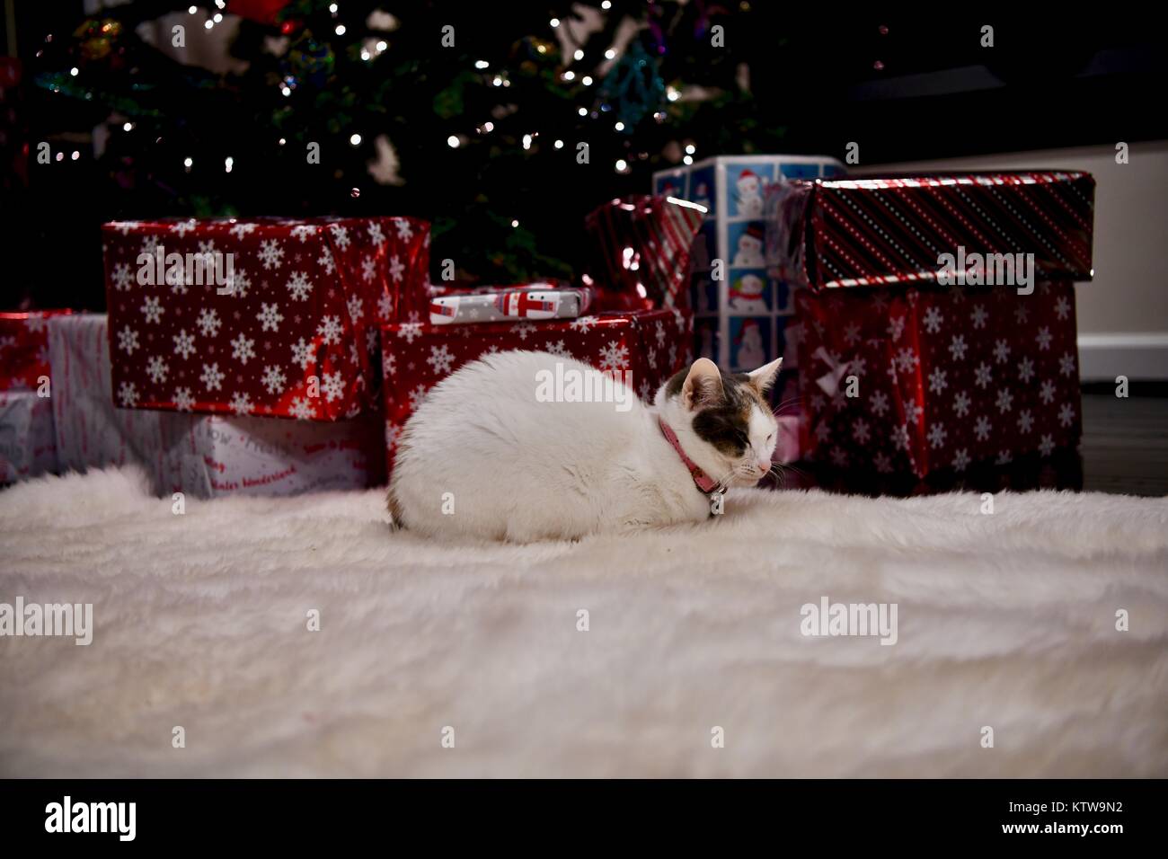 Chat Calico fixant en vertu de l'arbre de Noël Banque D'Images