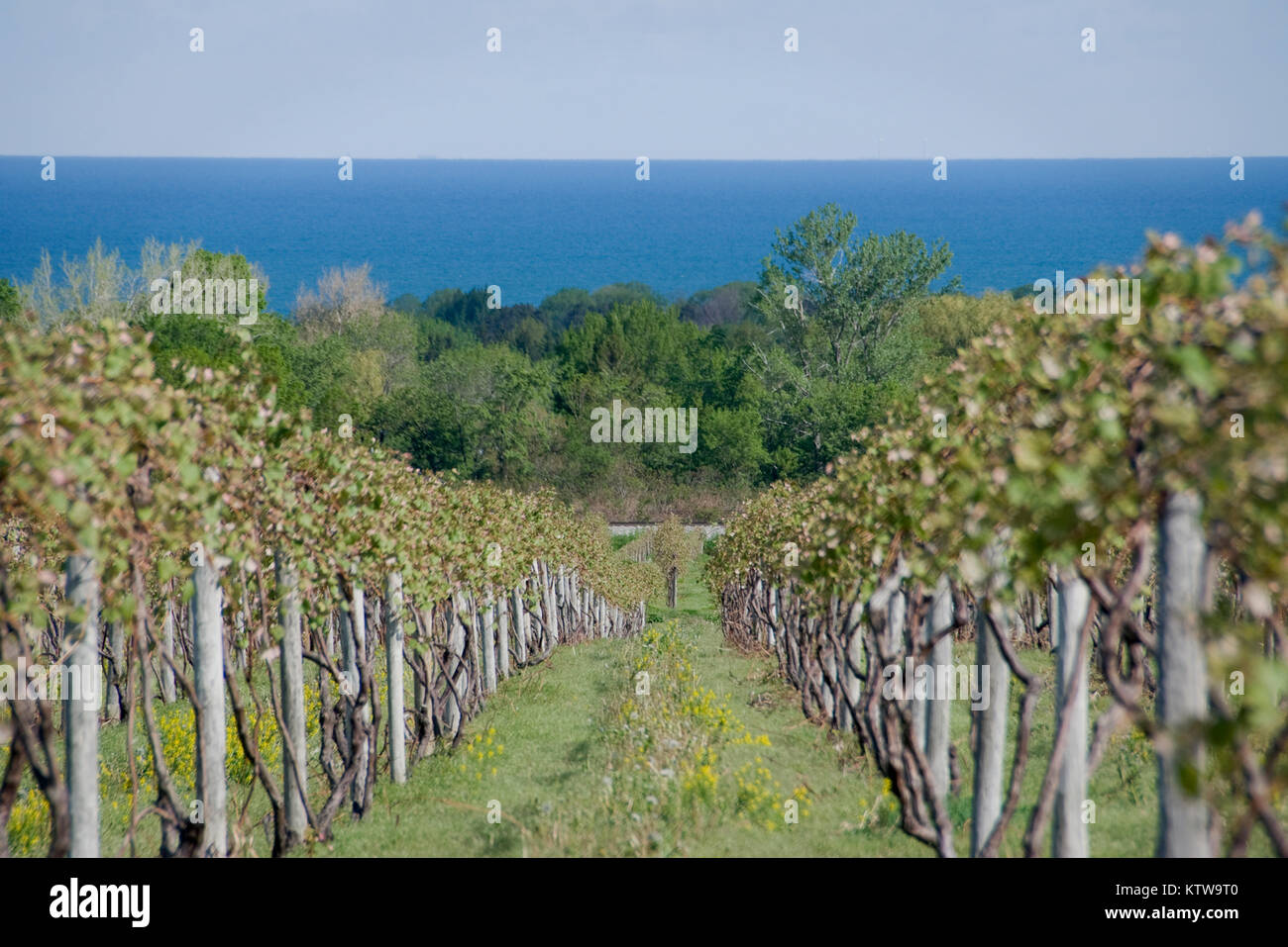 Le lac Érié, vue sur le vignoble Banque D'Images