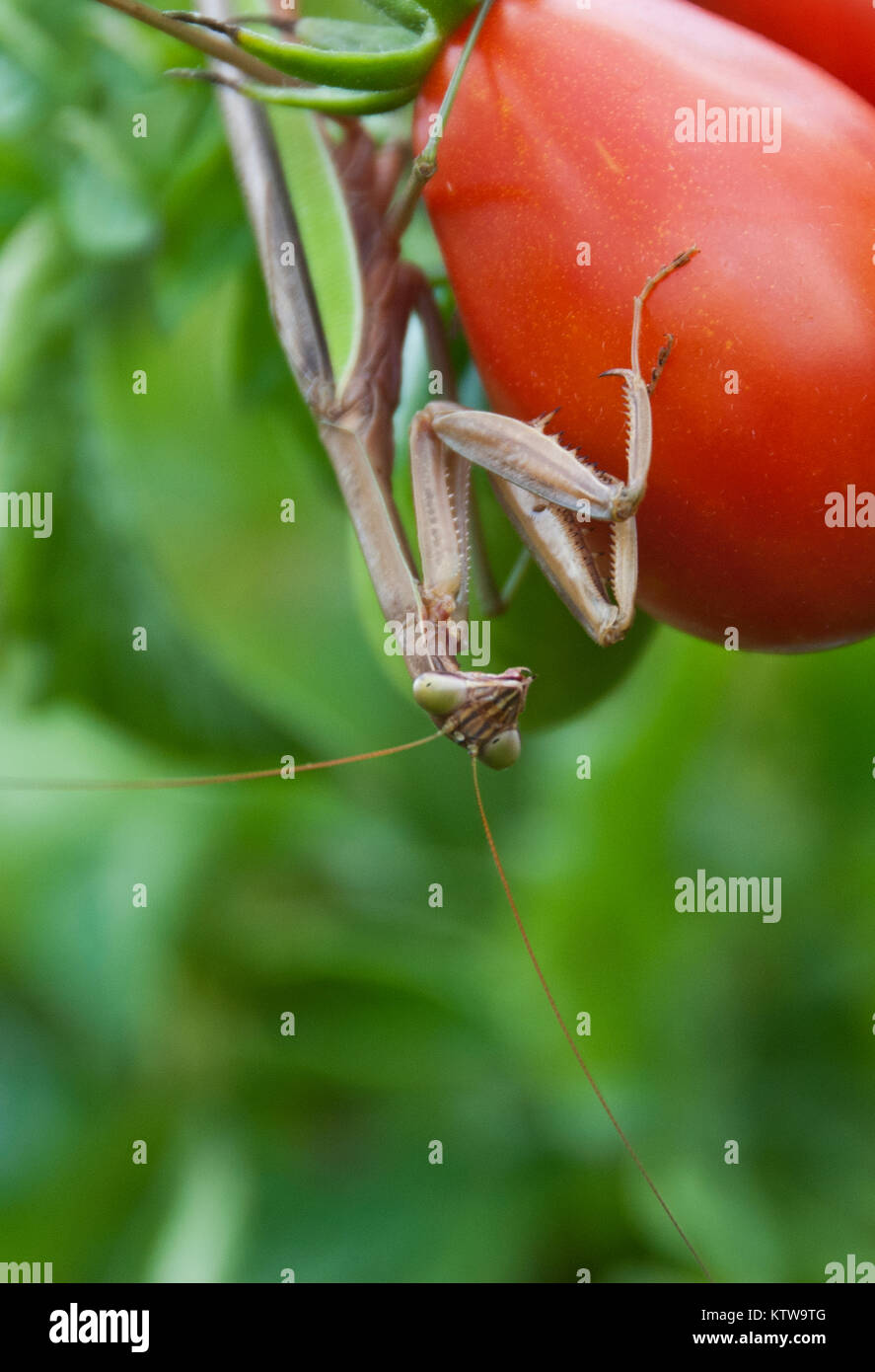 Punaise tomate Banque de photographies et d’images à haute résolution — free download
