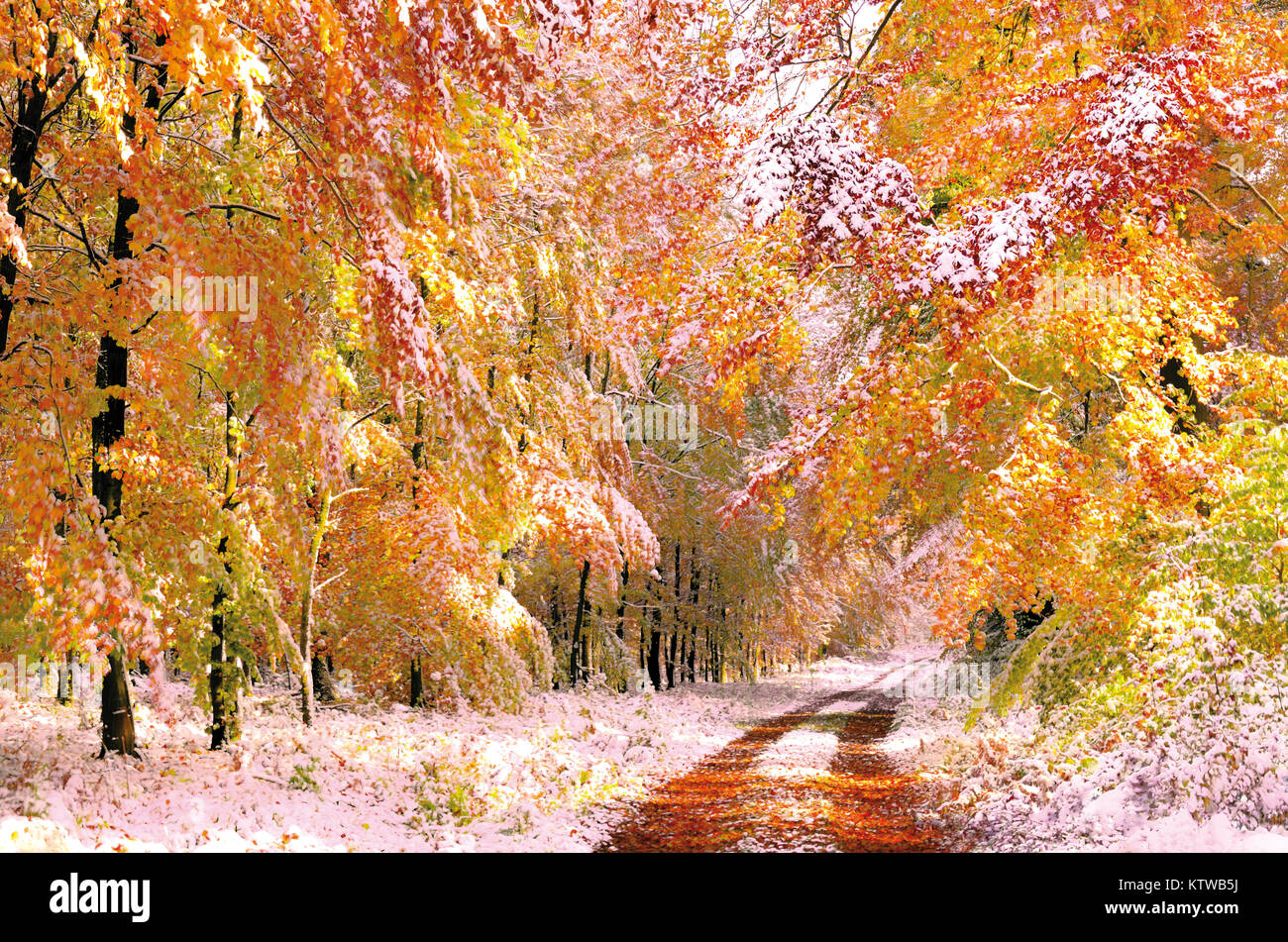 Première neige en forêt avec quelques cours et de jaune et orange feuilles des arbres Banque D'Images