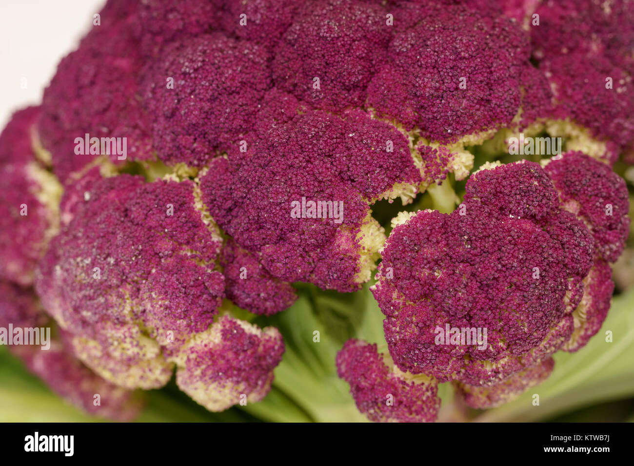 Végétalien brocoli pourpre macro close-up Banque D'Images