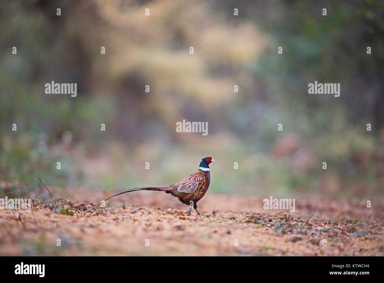 Faisan de Colchide Phasianus colchicus commun mâle en novembre forestiers Norfolk Banque D'Images