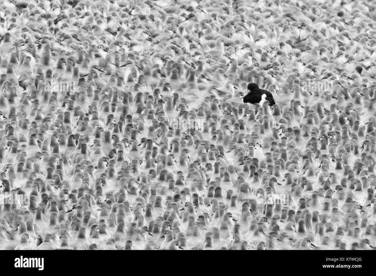Bécasseau maubèche Calidris canutus perchoir à King's Lynn dans le Norfolk Lavage Octobre à marée haute Banque D'Images