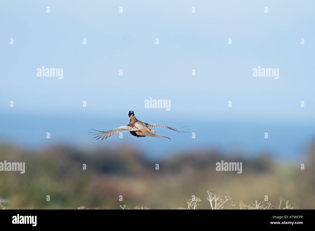 Faisan de Colchide Phasianus colchicus commun mâle en novembre forestiers Norfolk Banque D'Images
