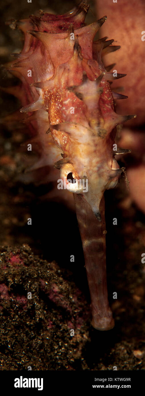 Libre DE VARIATION DE L'ÉPINEUSE" (Hippocampus HISTRIX) Banque D'Images