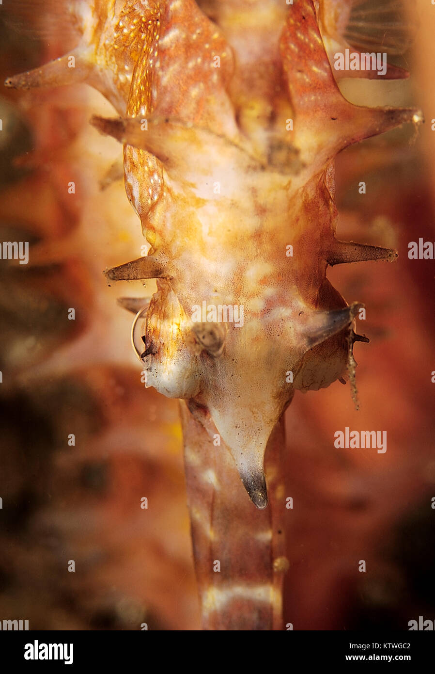 CLOSUP VOIR D'UNE VARIANTE DE L'ÉPINEUSE" (Hippocampus HISTRIX) Banque D'Images