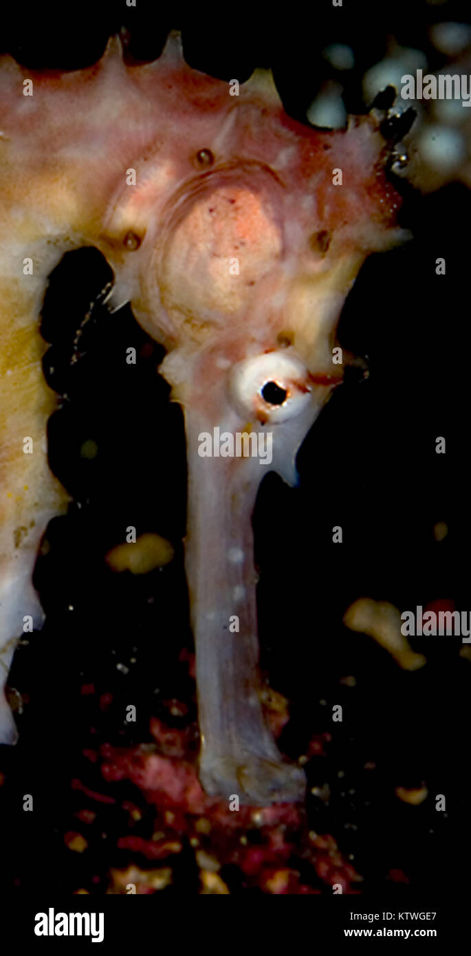 Gros PLAN D'UNE VARIATION DE L'ÉPINEUSE" (Hippocampus HISTRIX) Banque D'Images