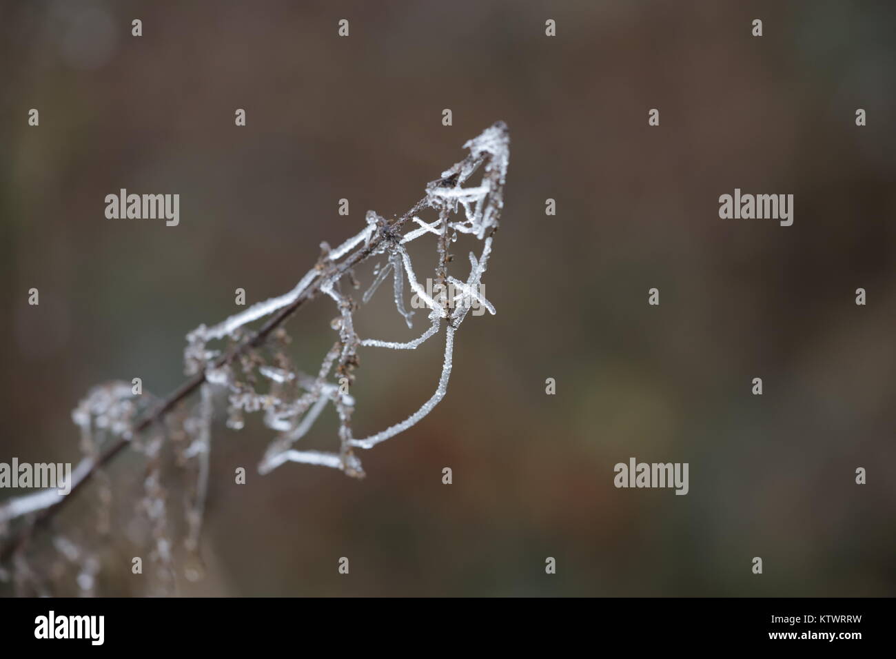 givre sur les plantes Banque D'Images