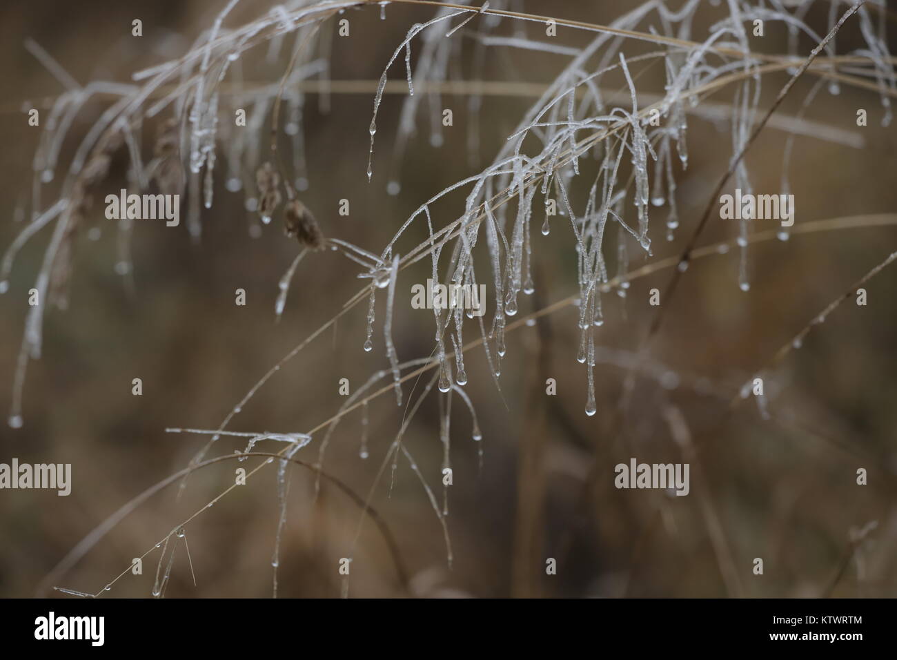 givre sur les plantes Banque D'Images