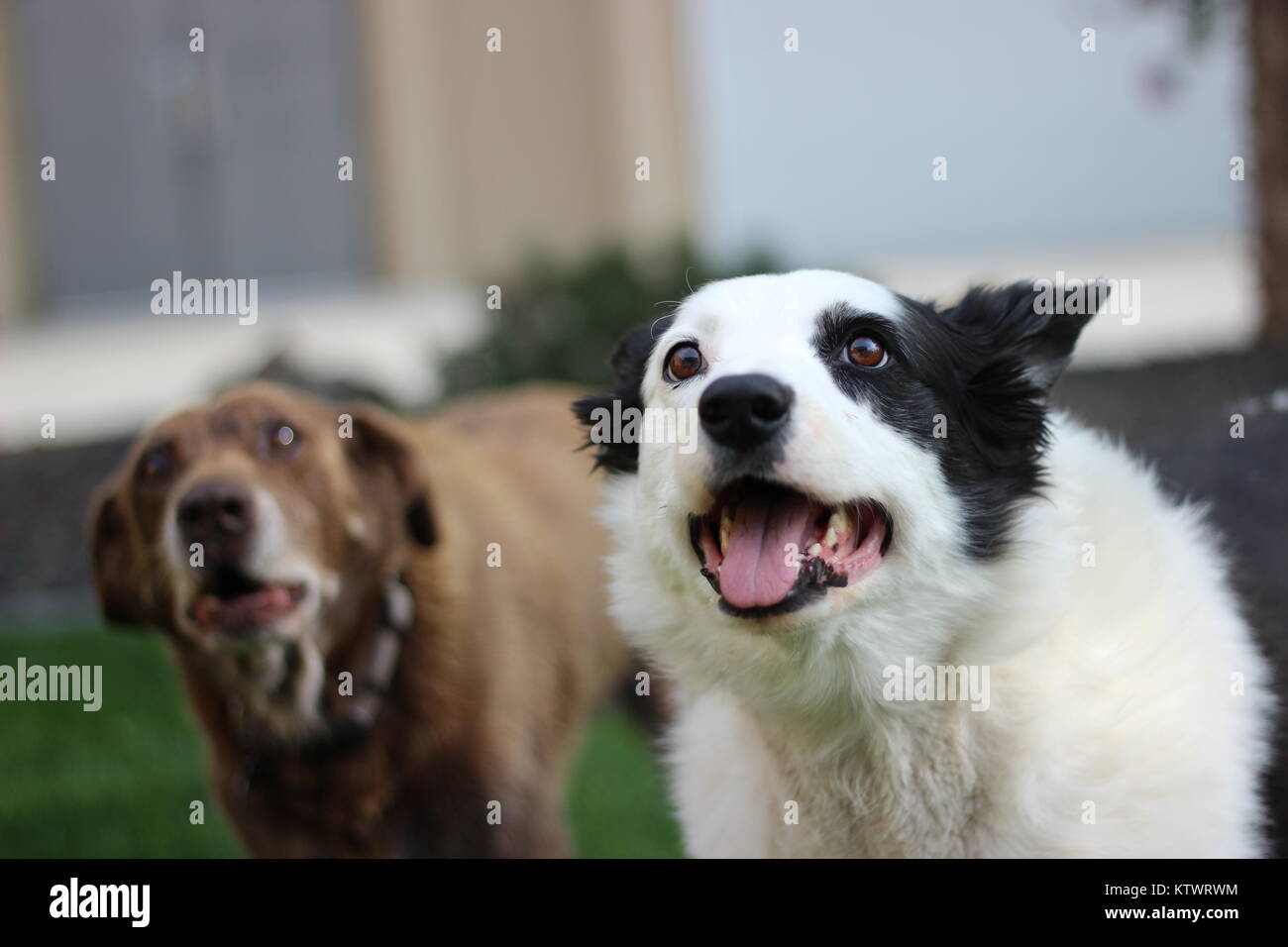 Deux chiens jouant fetch. Banque D'Images