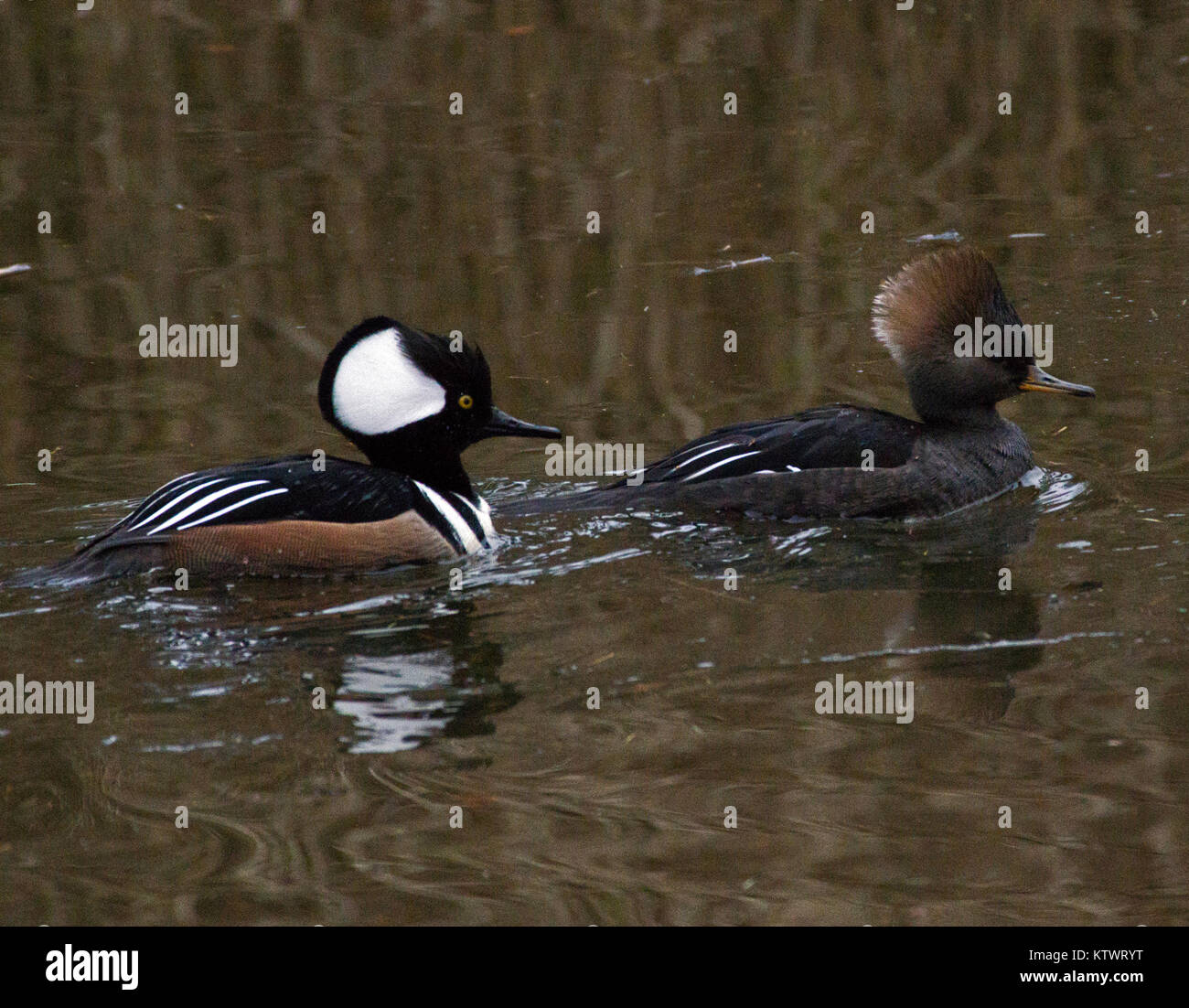 Mergansars à capuchon Banque D'Images