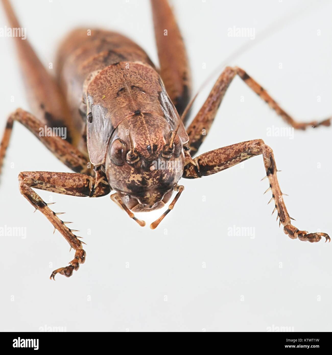 The bush-cricket, Pholidoptera griseoaptera Banque D'Images