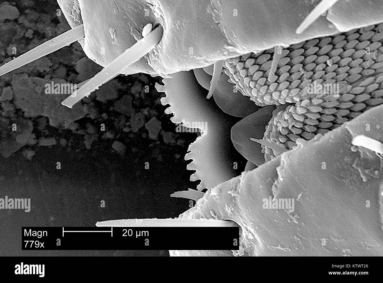 Cette micrographie électronique à balayage (MEB) montre une vue agrandie de la bouche des parties d'une tique américaine du chien, Dermacentor variabilis, grossie 779X. Les tiques sont de la classe des Arachnides, comme les araignées et les acariens sont, 2002. D. variabilis est un porteur connu de la fièvre pourprée des montagnes causée par la bactérie Rickettsia rickettsii . Image courtoisie CDC. Banque D'Images