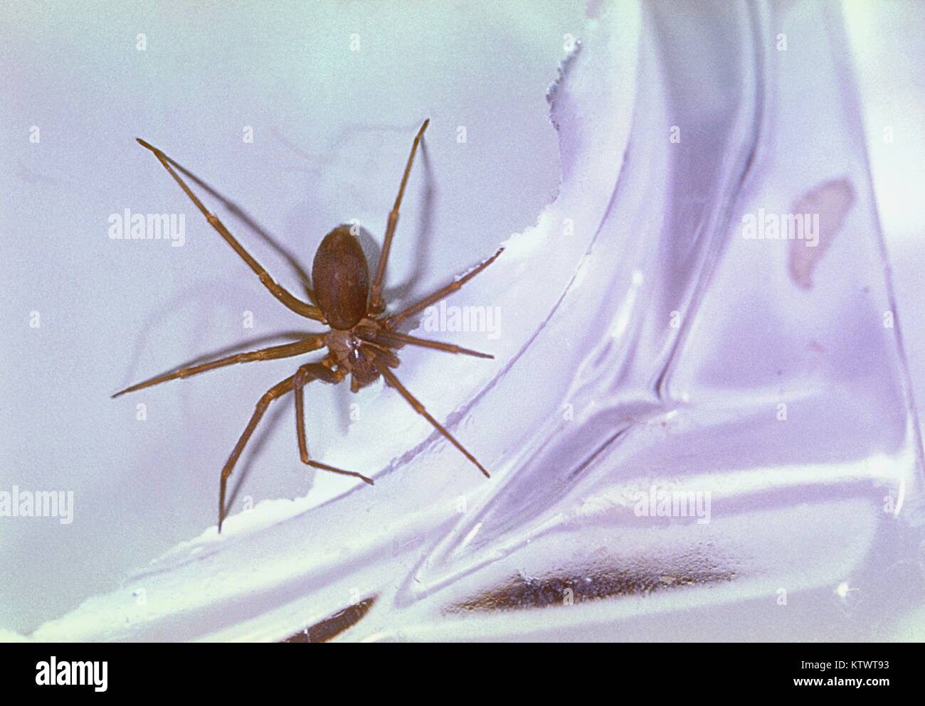 L'araignée Recluse brune, Loxosceles reclusa, a une distribution partout en Amérique du Nord. Si la mort due à une morsure de Recluse brune est rare, il y a détérioration des tissus qui a suivi à la longue plaie, qui me semble d'éviter la formation de croûte. Image courtoisie CDC/Harold G. Scott, 1962. Banque D'Images