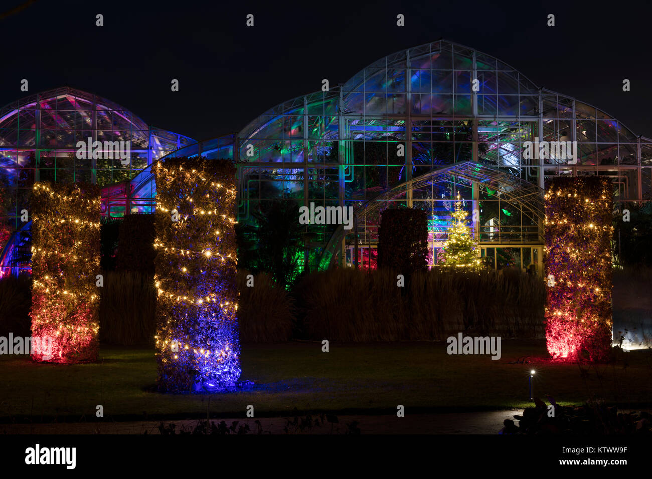 Arbre de Noël et les lumières dans la serre et à l'extérieur. RHS Wisley Gardens, Surrey, Angleterre. Bougies de Noël 2017 Festival Banque D'Images