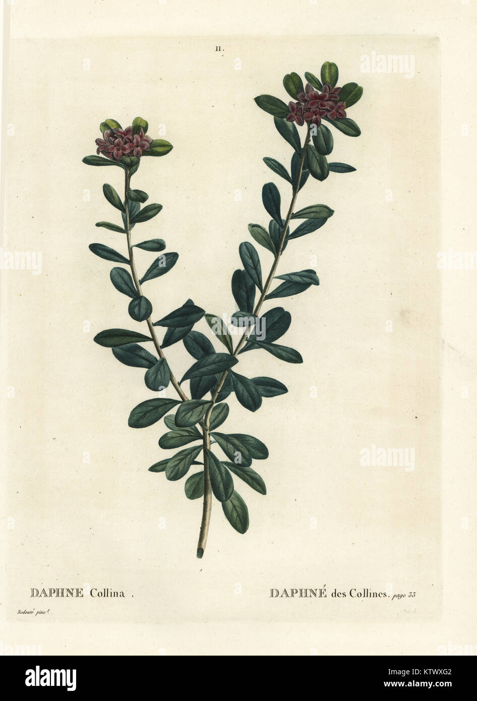 Daphné Daphné sericea (365). Gravure coloriée à crépi par après une illustration par Pierre-Joseph redoute de Henri Louis Duhamel du Monceau, traite des arbres et arbustes, Paris, 1804-1819. Banque D'Images