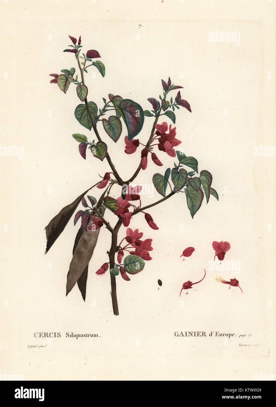 Arbre de Judée, Cercis siliquastrum. Gravure coloriée par Tassaert crépi après une illustration par Pierre-Joseph redoute de Henri Louis Duhamel du Monceau, traite des arbres et arbustes, Paris, 1804-1819. Banque D'Images