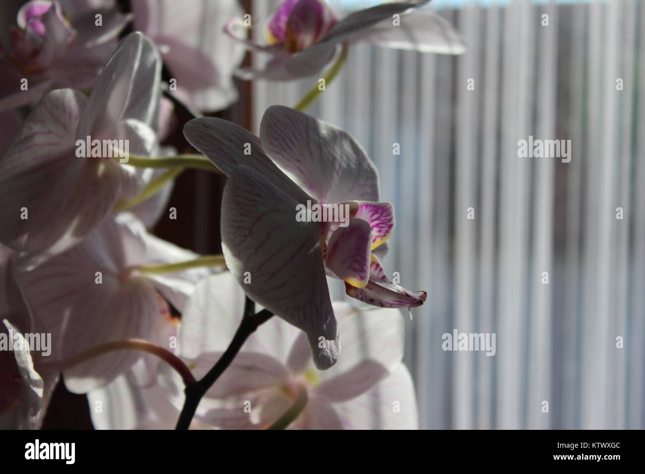Orchidée violet blanc en face de la fenêtre Banque D'Images